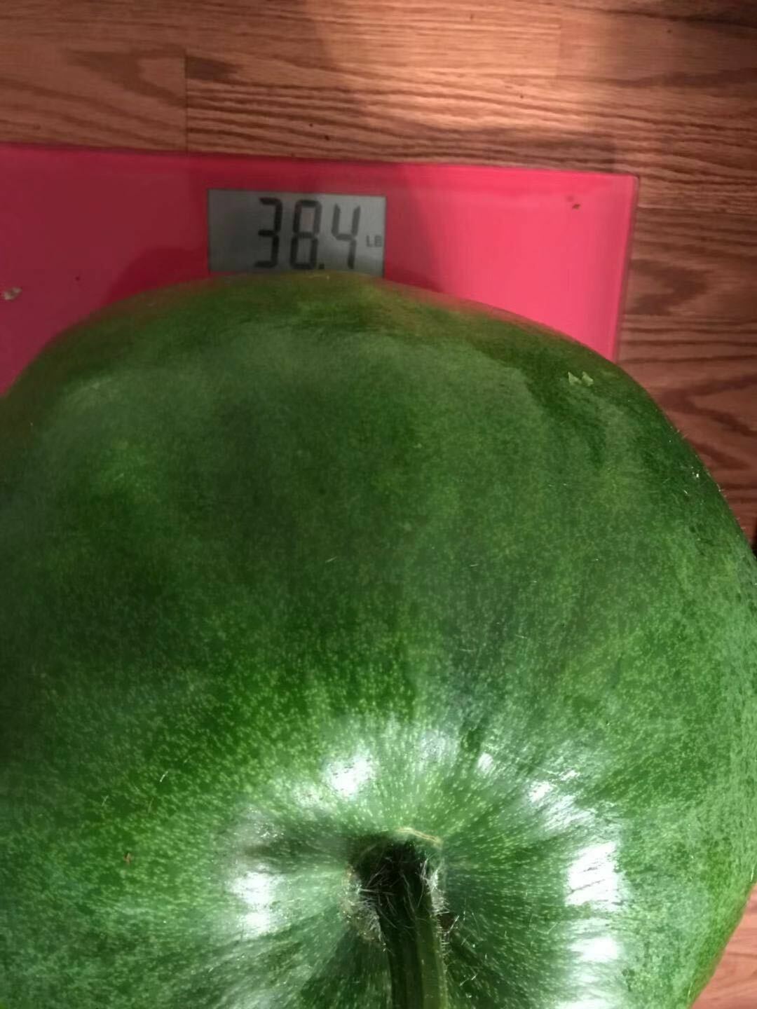 40 Seeds of Organic Ash GOURD Winter Melon Seeds Harvest from my garden