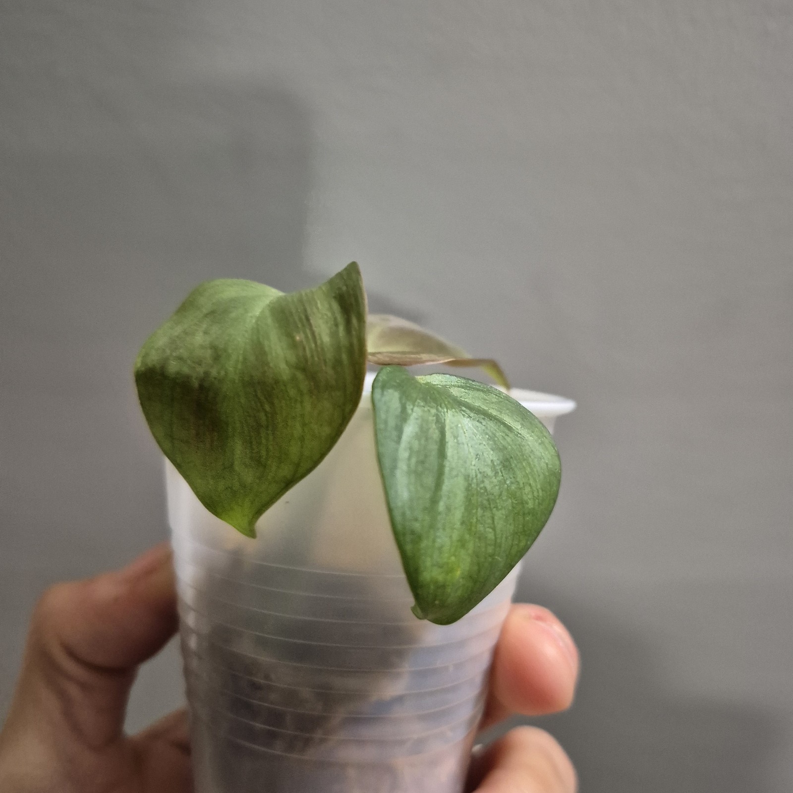 Philodendron Camposportoanum Rooted Plant Rare Plant 2.5 Inch