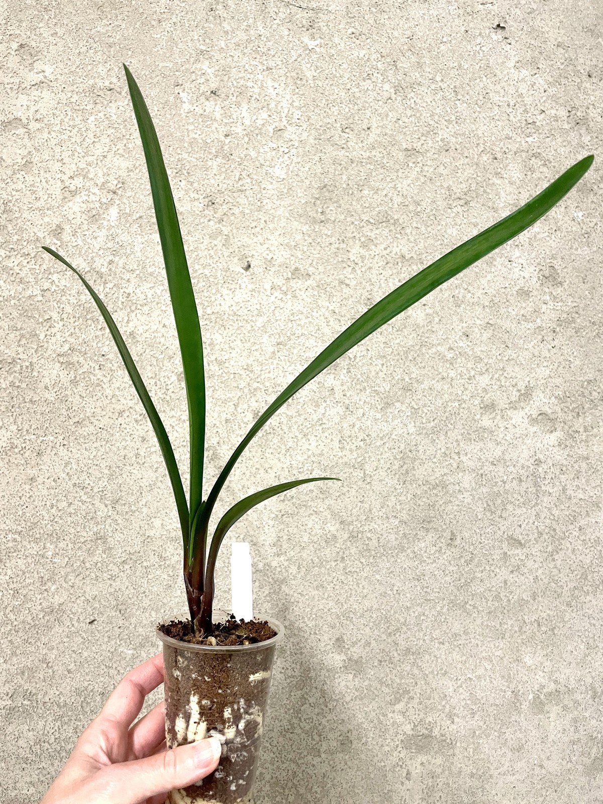 Clivia Little Clown x Big Peach seedlings | SapphireChild Orchids