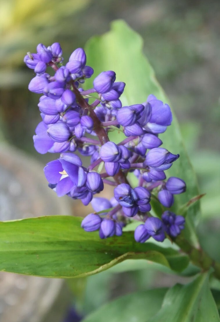 Hawaiian Blue (polu) Dichorisandra Thyrsiflora Ginger Plant Roots 1 Pack