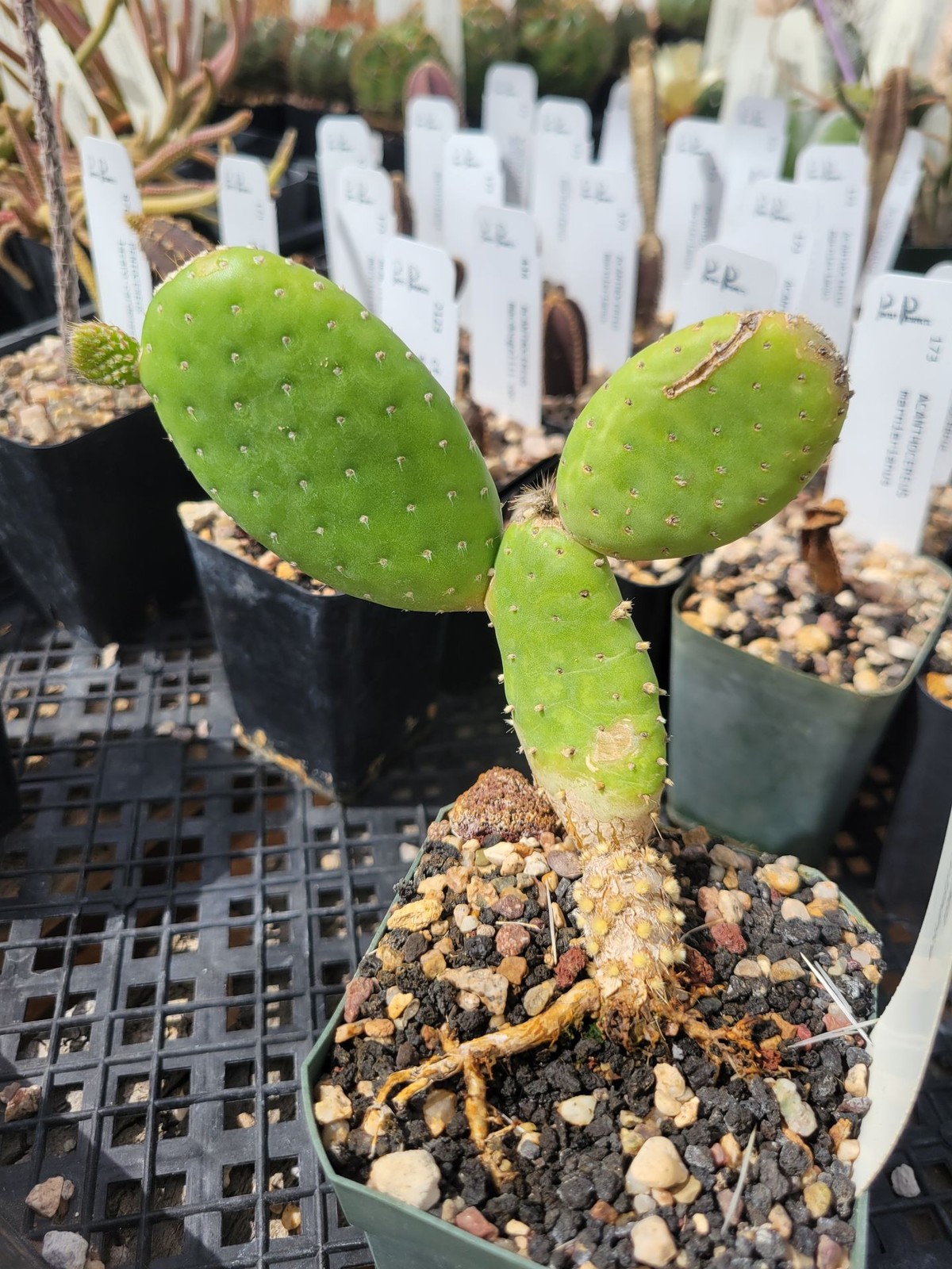 Tacinga inamoena (fragile) (see description) (cactus – succulent – plant)