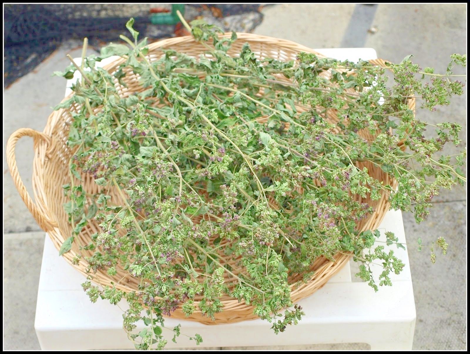 301+TRUE GREEK OREGANO Herb Seeds Organic Garden Container Perennial Heat Cold