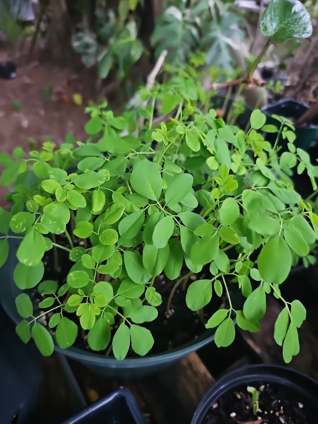 Moringa Rooted Live Plant 8″ + Tree Of Life Food Forest Plus 2 Extra Seeds