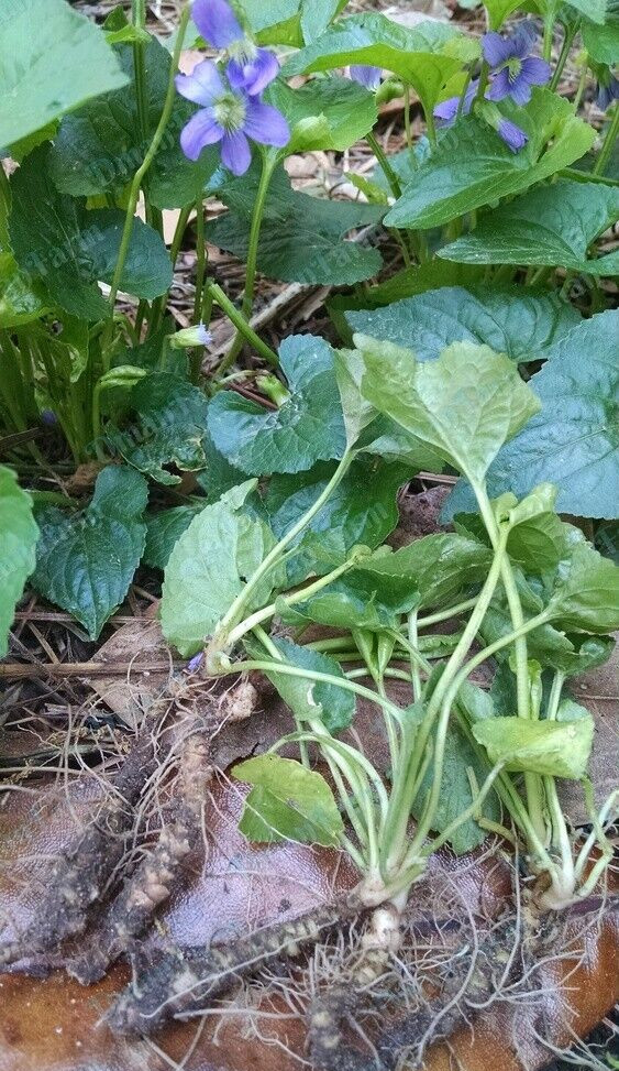 12 Wild Violet Flower Plant Purple Viola, Bareroot Rhizomes Bulbs