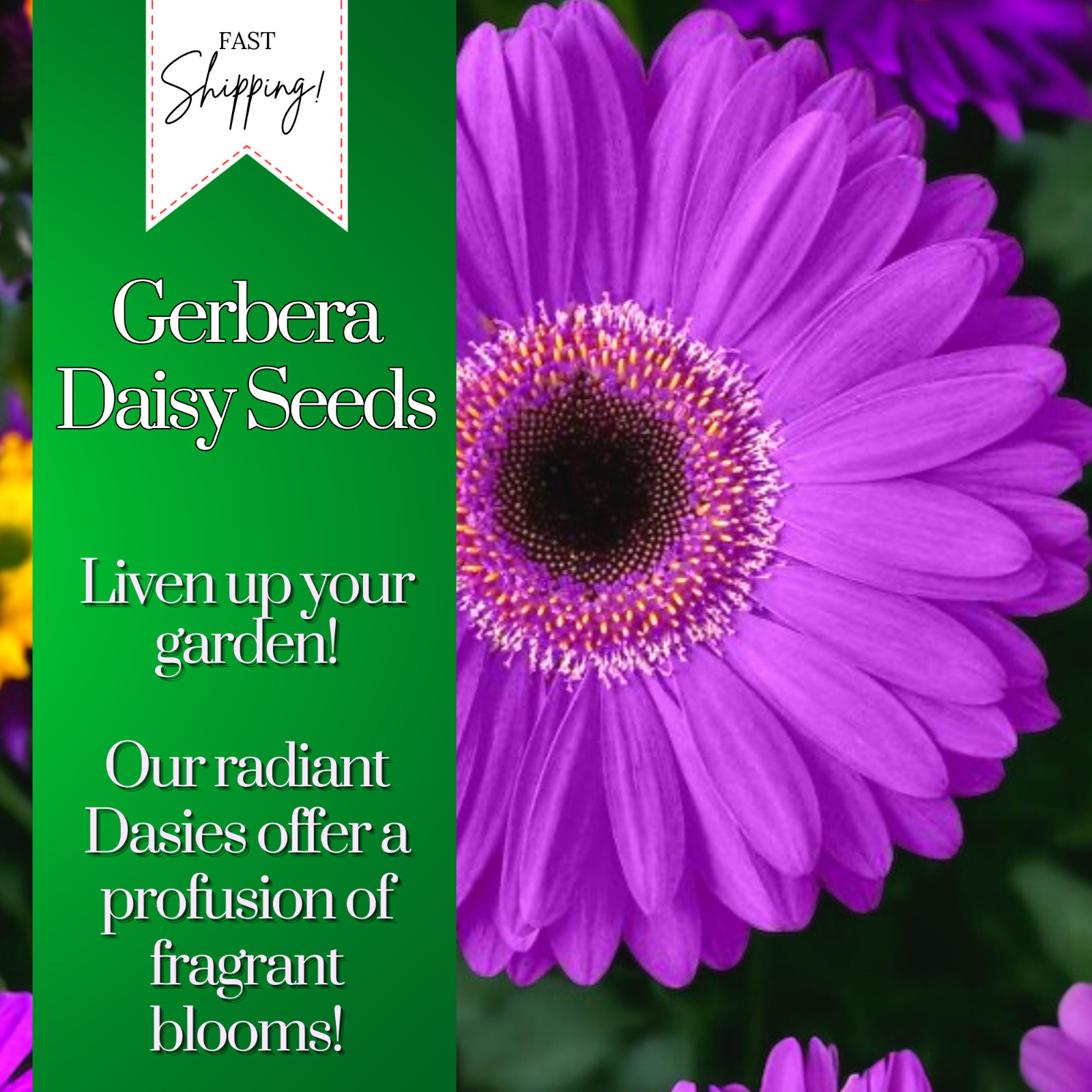 Gerbera Daisy Seeds 50+ Seeds Mum Flower, Flower Seeds, Annual, Flower Beds