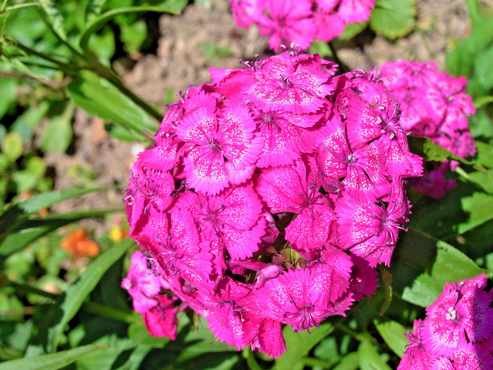 10000 DIANTHUS BARBATUS Seeds (Pink Dianthus) Bulk Perennial House Plant Flowers