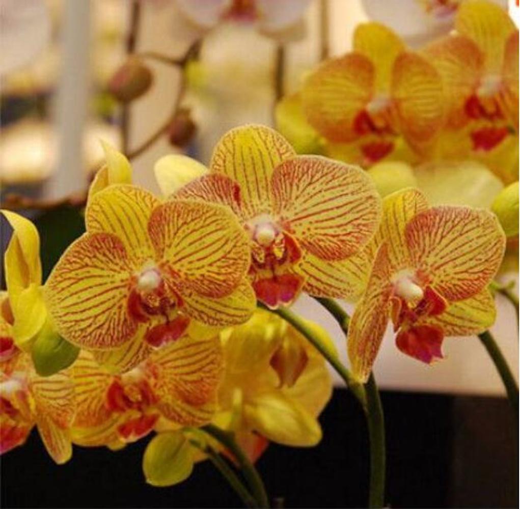(10) ORCHID SEEDS rare exotic flower bloom for house plant USA SELLER W/TRACK