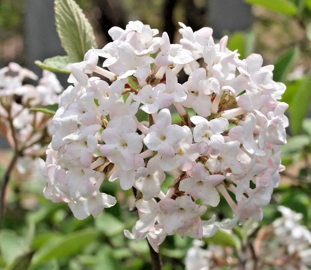 Juddi Virbunum Tree – 6-12″ Tall – 2.5″ Pot – Fragrant White-Pink – Zones 4-8