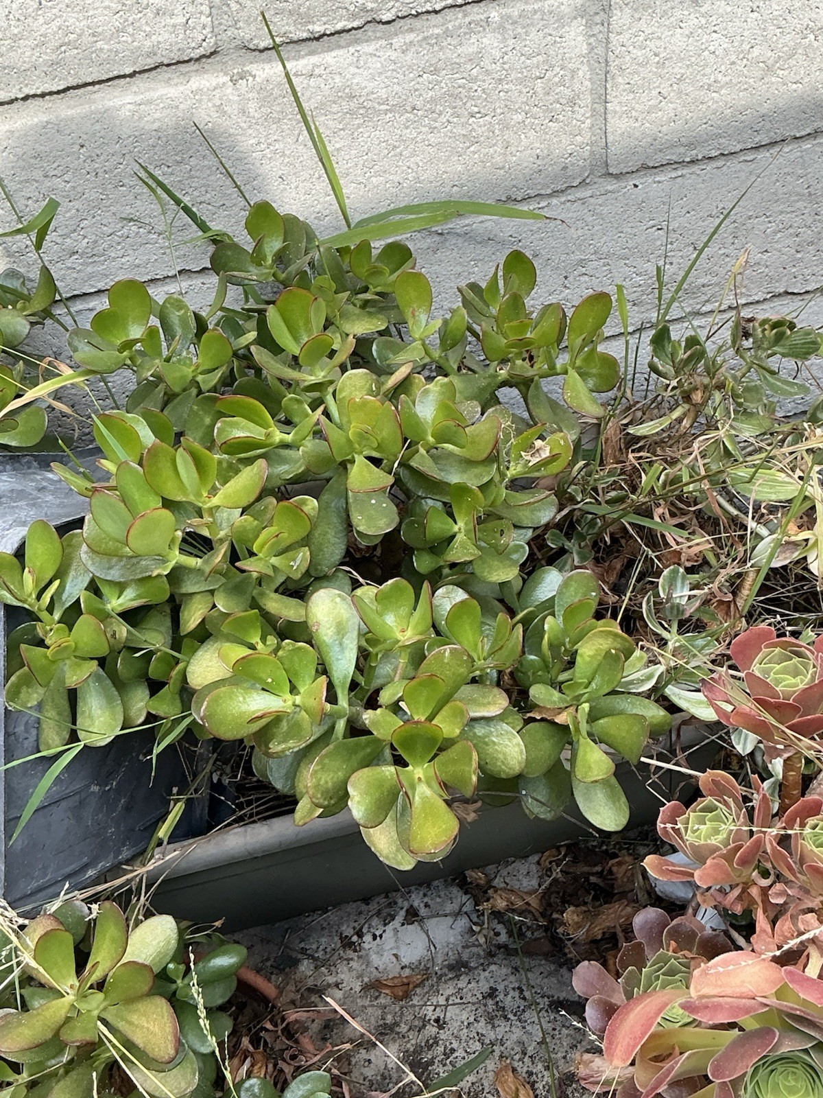 healthy jade plant with roots, Around 19” To 20” tall, rooted