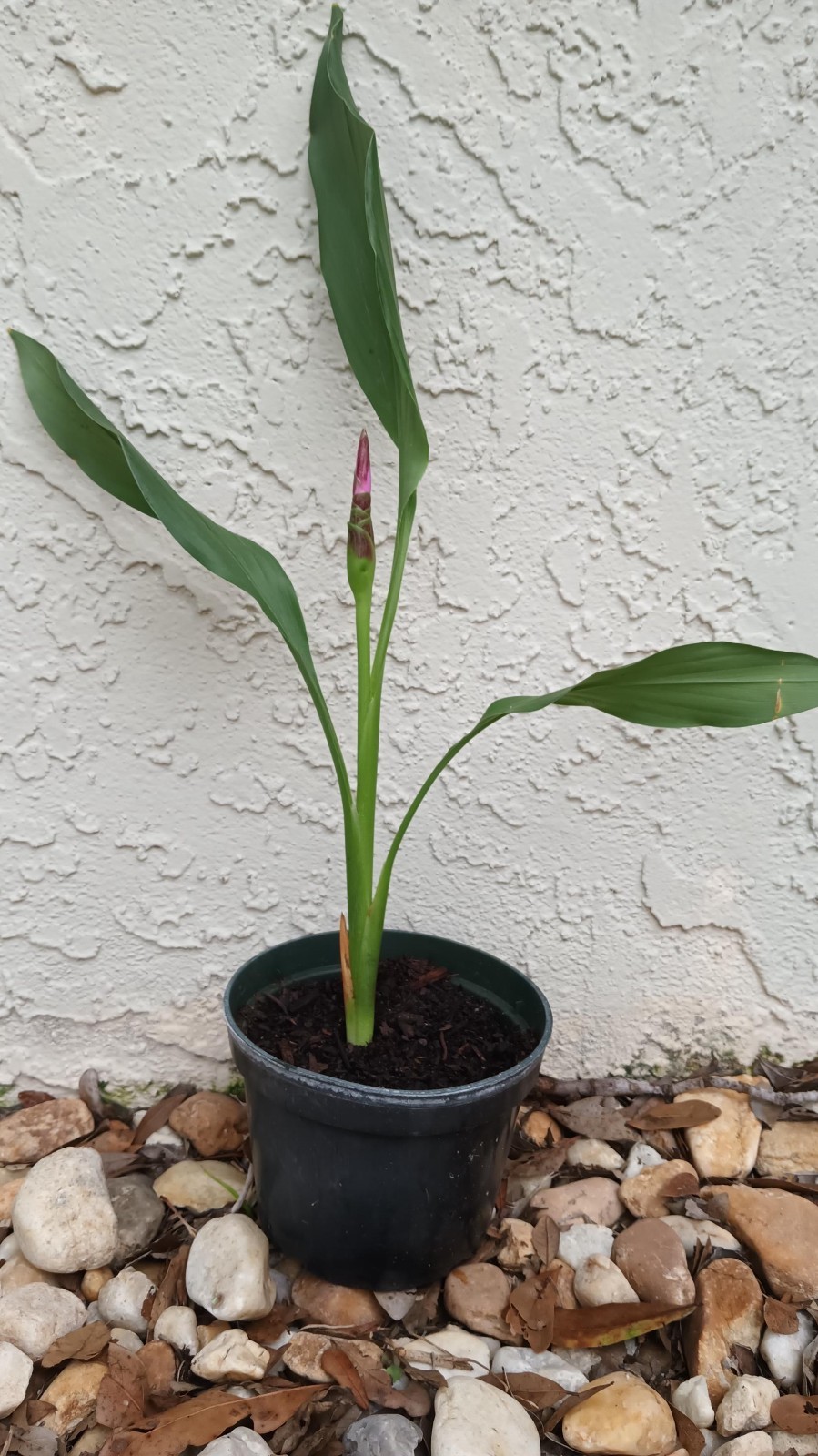 Curcuma Alismatifolia Plant -BAREROOT Large PINK Siam Tulip -Ginger Curcuma Live