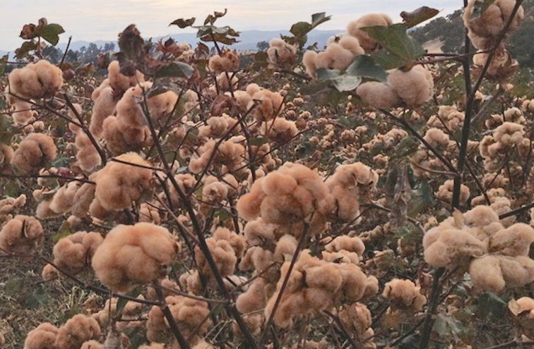 50 BROWN COTTON Gossypium Seeds USA Seller Shipper Best Price