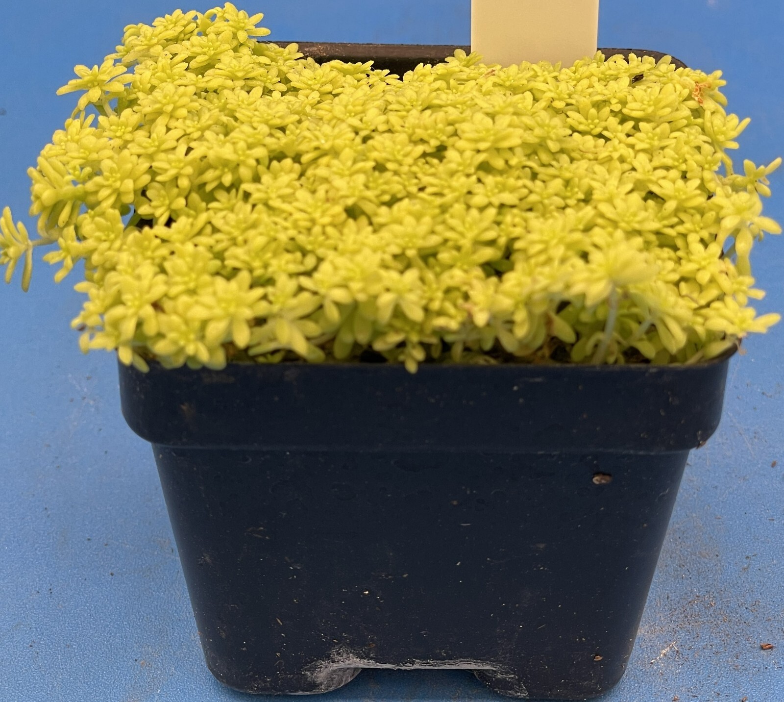 Sedum Gold Moss – Ships in 3” pot – Rock Gardens, Hanging Baskets, Ground Cover