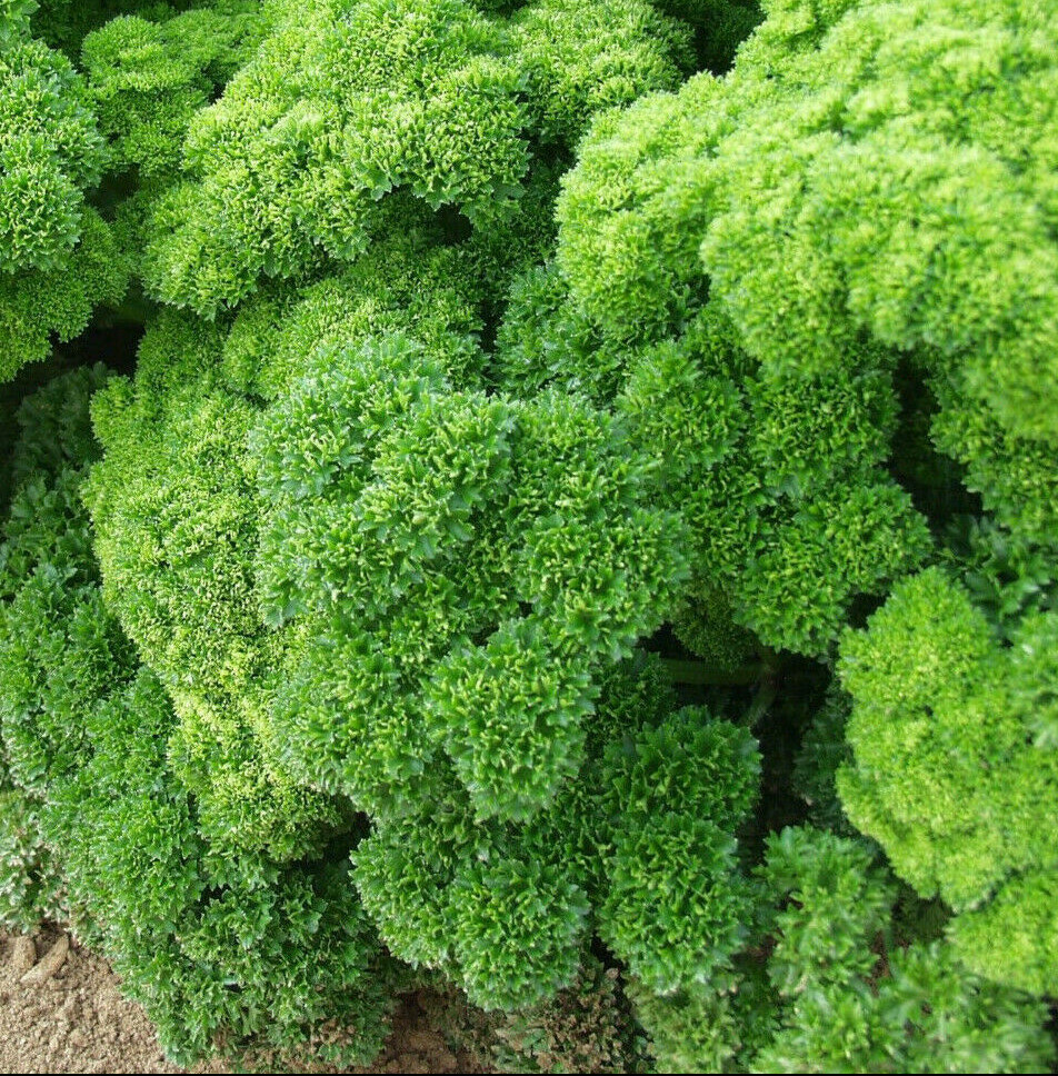 Triple Moss Curled Parsley Seeds | Non GMO Curly Leaf Herb Garden Seed 2024