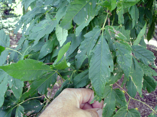20 THREE FLOWER MAPLE SEEDS – Acer trifolium