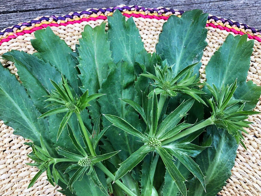 Live Culantro Plant (Eryngium foetidum) – 4″ Tall – 4″ Pot – Culinary Herb Plant