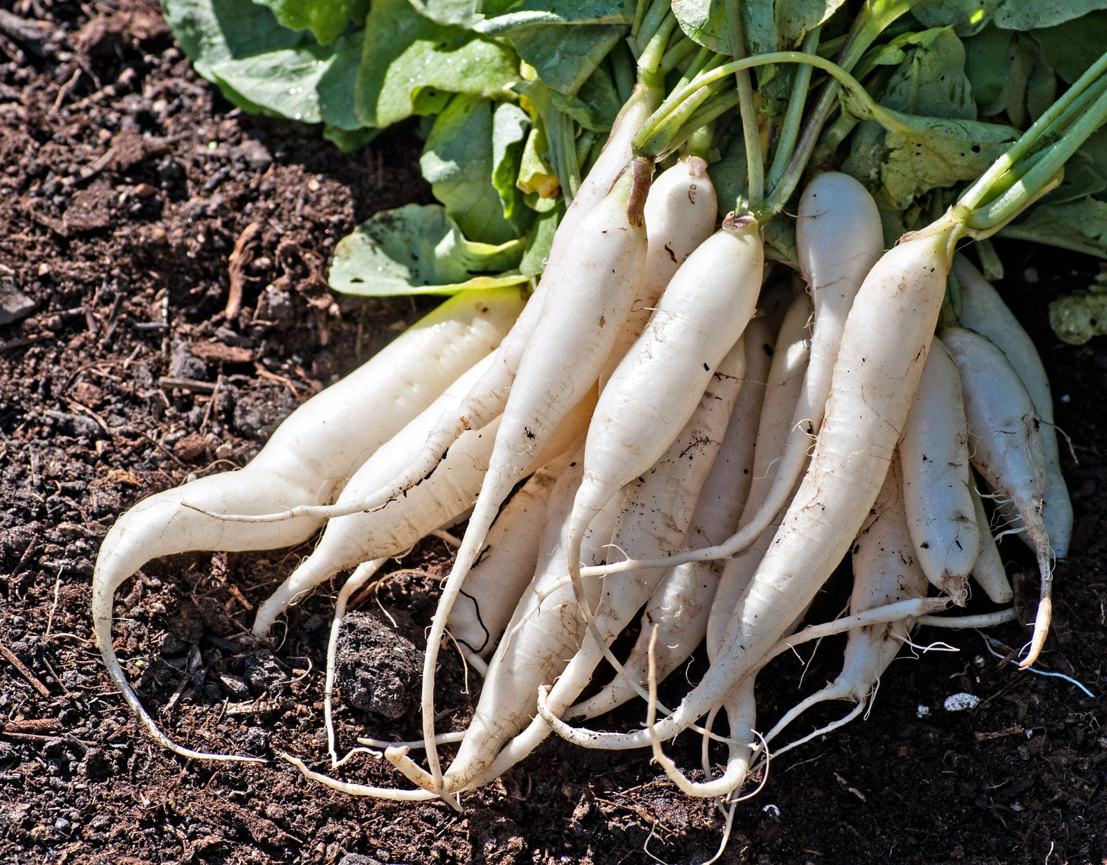 White Icicle Radish Seeds | Baby Little Daikon Carrot Asian Vegetable Seed 2024