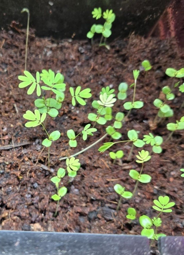 Sensitive Plant, Touch Me Not Mimosa pudica 15 seeds