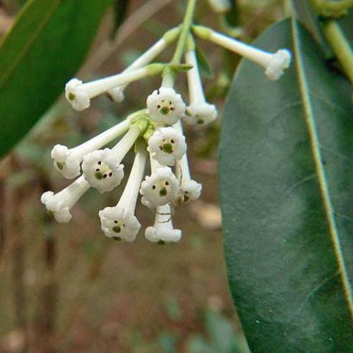Cestrum diurnum | China Berry | White Chocolate Cestrum | 5 Seeds