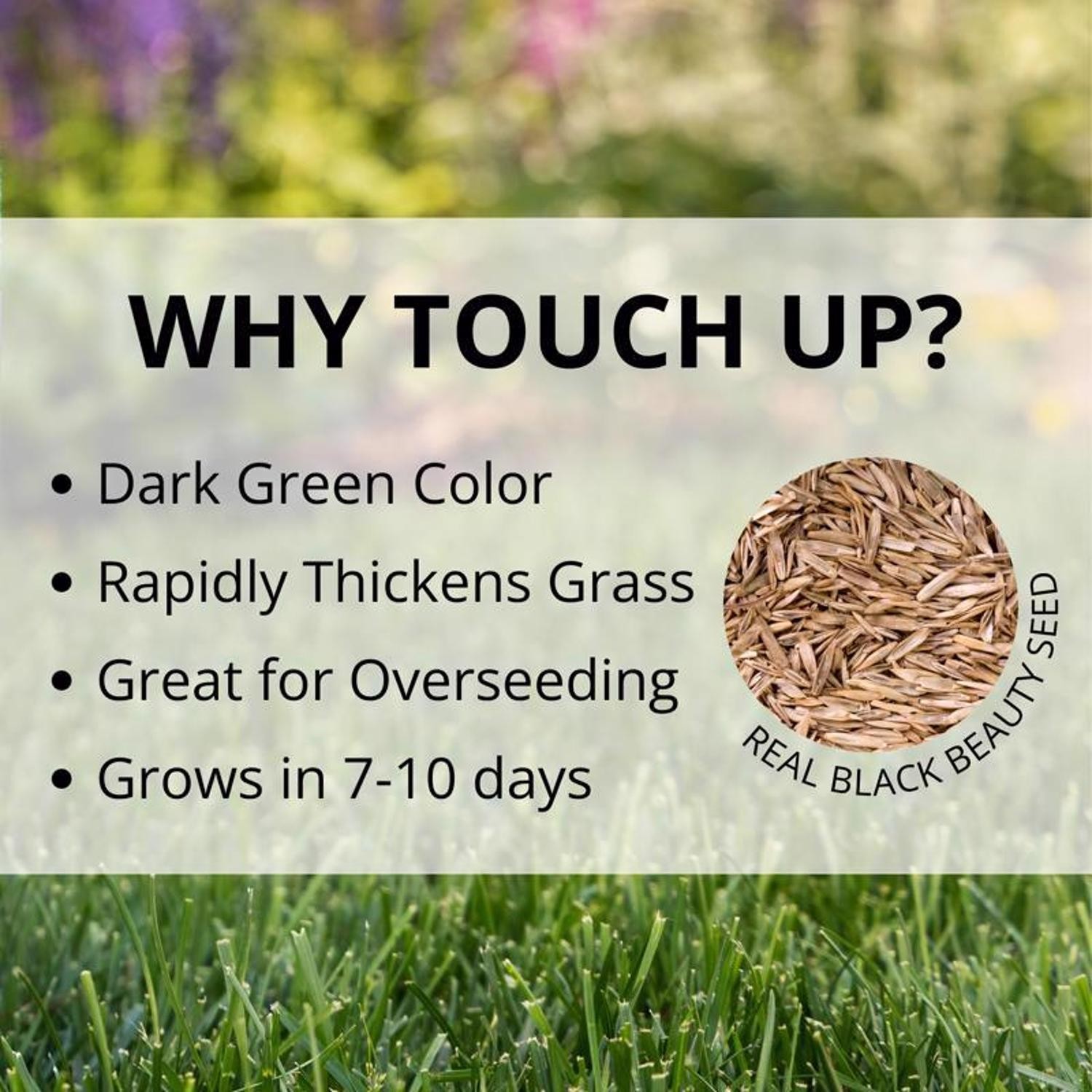 Jonathan Green 12120 Touch-Up Tri-Rye Perennial Ryegrass Grass Seed 3 Lb.