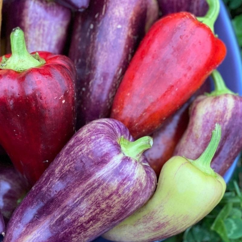 RARE✿ NEW! Heirloom Violet Sparkle Sweet Pepper 15+ Seeds