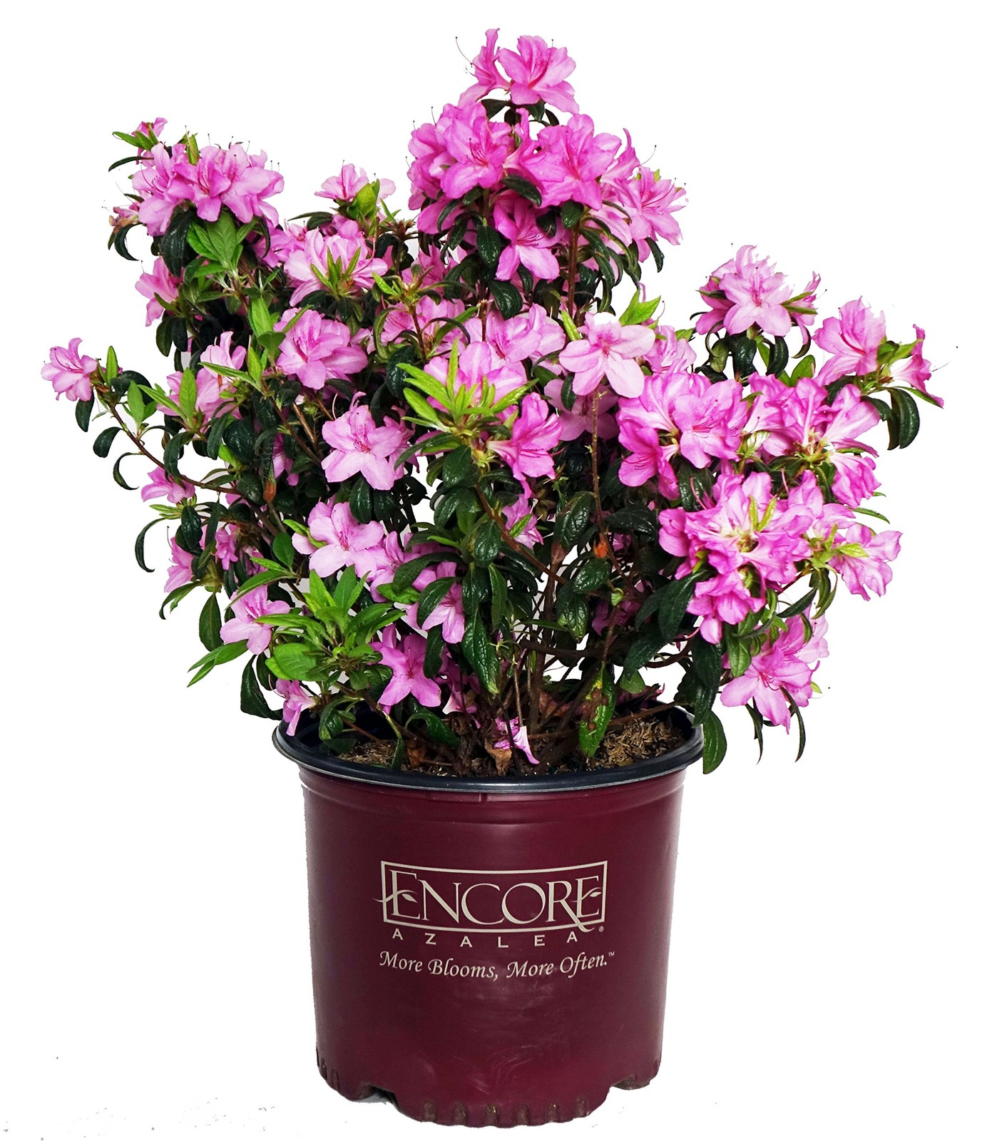 Green Promise Farms Azalea Encore Autumn Twist Reblooming Azalea Shrub Rb