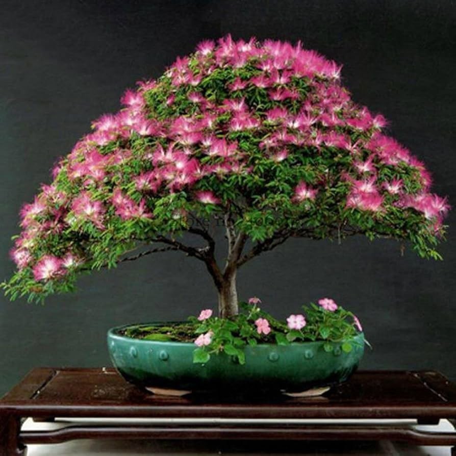 Bonsai Tree Seed Kit – 90 Seeds, 9 Different Tree Species + Growing Instructions