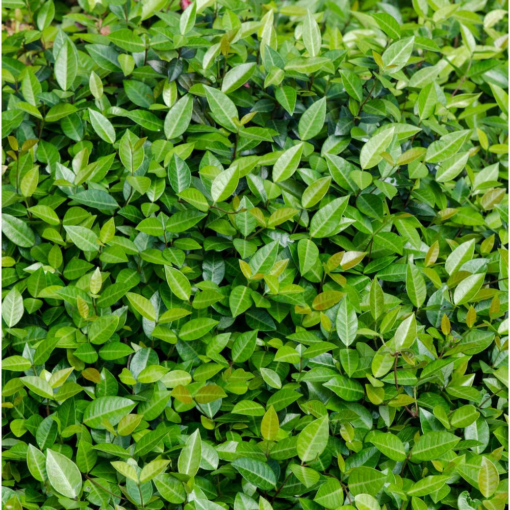 Asiatic Jasmine 25 Plants in 3-1/4 inch Pots