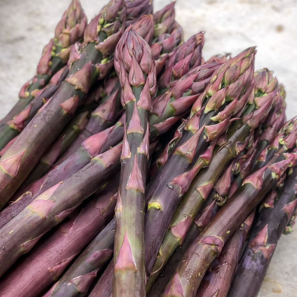10 Purple Pacific Live Asparagus Bare Roots – 2yr Crowns – Hand Picked Nursery