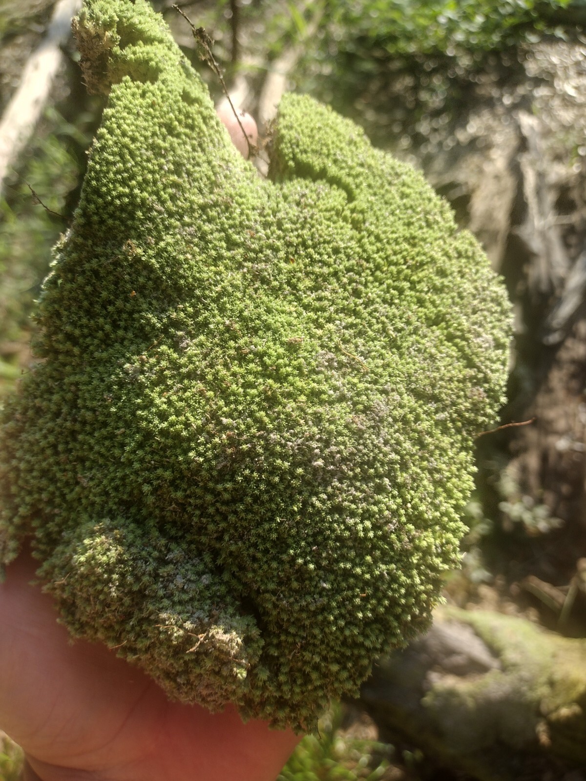 LIVE Florida tropical pillow moss! Bulk moss 10 square feet