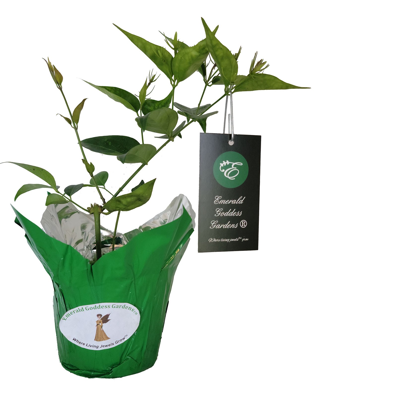 Angel Wing Star Jasmine Nitidum Live Plant – 4″ Pot Well Rooted – 10-14″ Tall