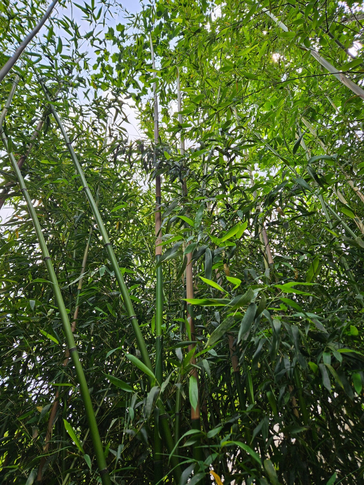 Madake Bamboo Rhizomes 1–12 Pack (Phyllostachys bambusoides) • Fast-Growing