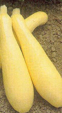 Squash Summer Early Prolific Straight Neck 500 seeds