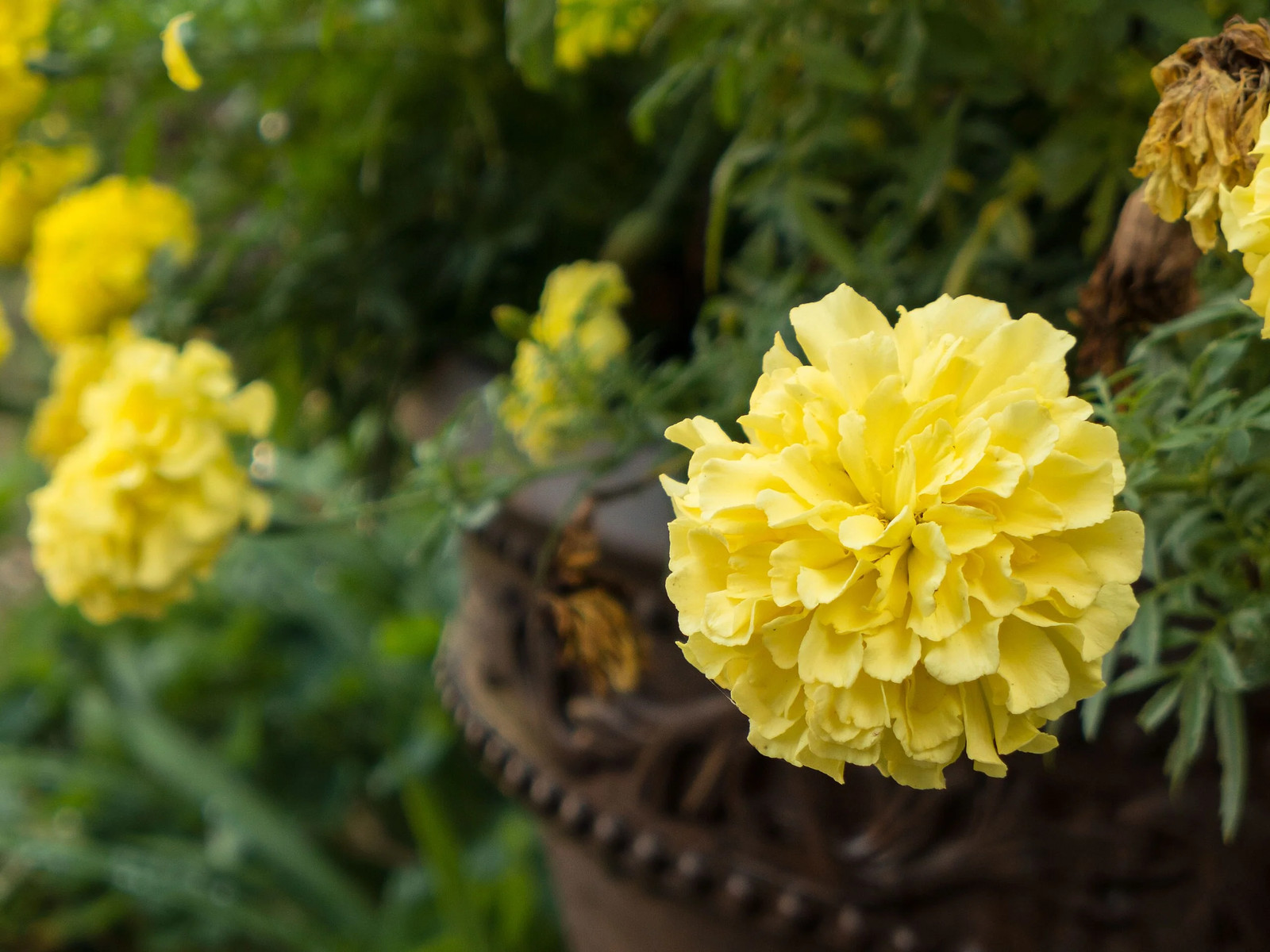 Mary Helen Yellow African Marigold Seeds – For 2025 Planting Big Beauty Flower