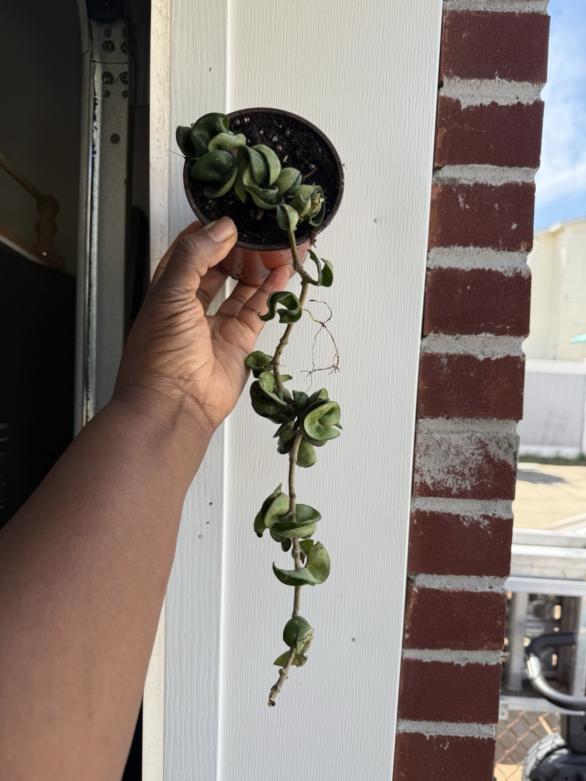 Hoya Indu Rope XL Large Long plant, Exotic Plant