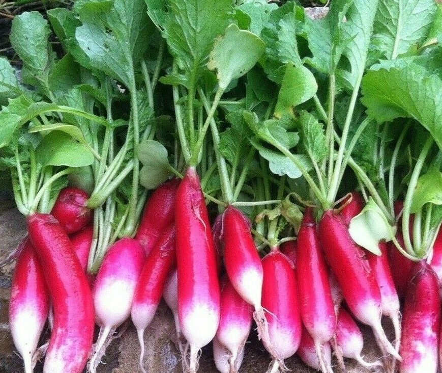RADISH SEEDS 200+ FRENCH BREAKFAST survival VEGETABLE garden FREE SHIPPING