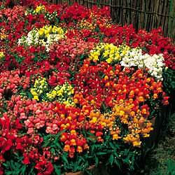 Snapdragon Floral Carpet Mix 2,000 seeds