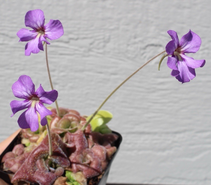 Pinguicula “Mehitable” – young starter plants