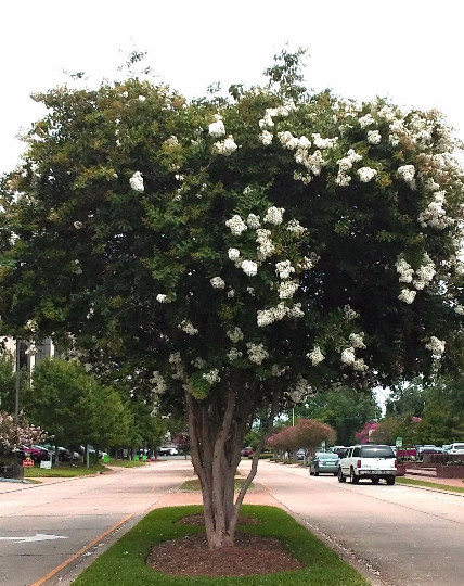 2 LIVE PLANTS CREPE MYRTLE TREES SNOW WHITE FLOWERING CRAPE BUSH SHRUB STARTER