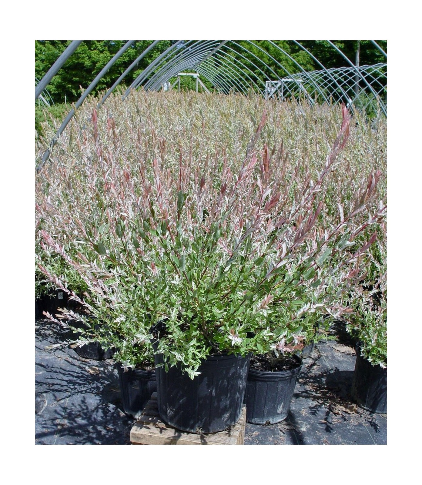 Green Promise Farms – Salix `Hakaro Nishiki’ (Dappled Willow)Shrub, #3 -Size …