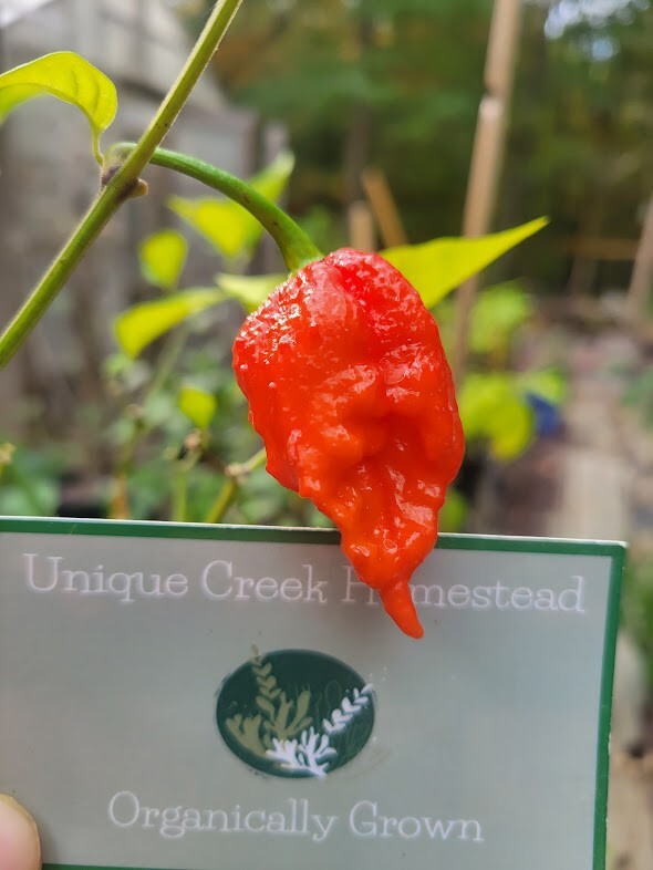 Carolina REAPER Super HOT Pepper Seeds Unique Creek Homestead Certified