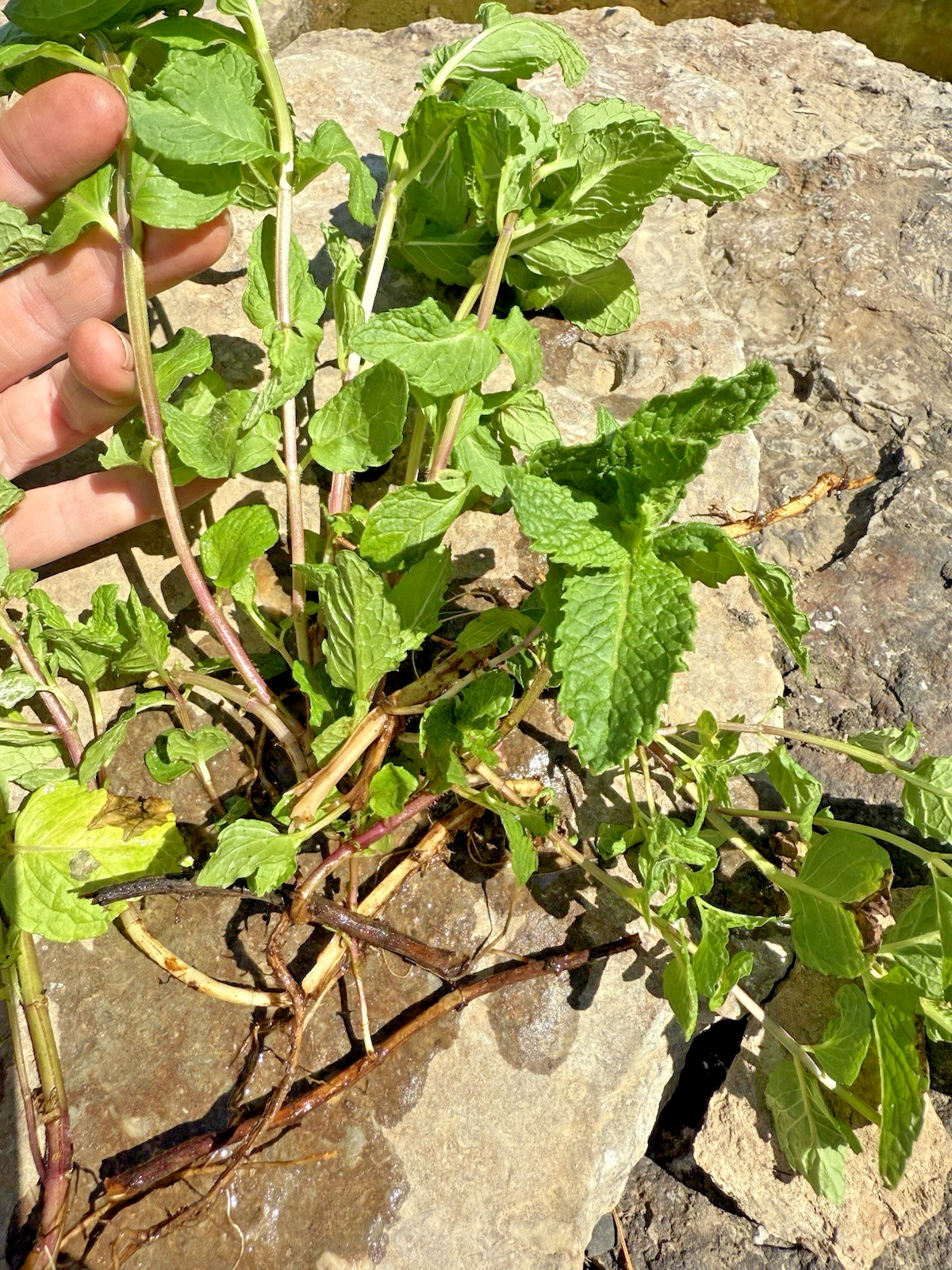 6+ Live Spearmint MINT Healthy Plants Fresh Culinary Herb Rooted Starter Plugs