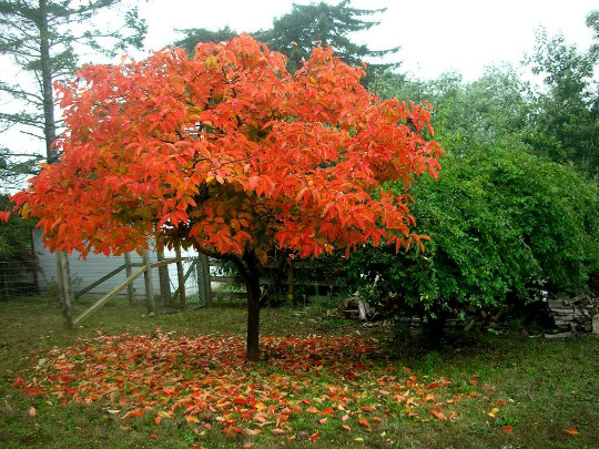 American Persimmon tree qt. pot (Diospyros virginiana ‘American)