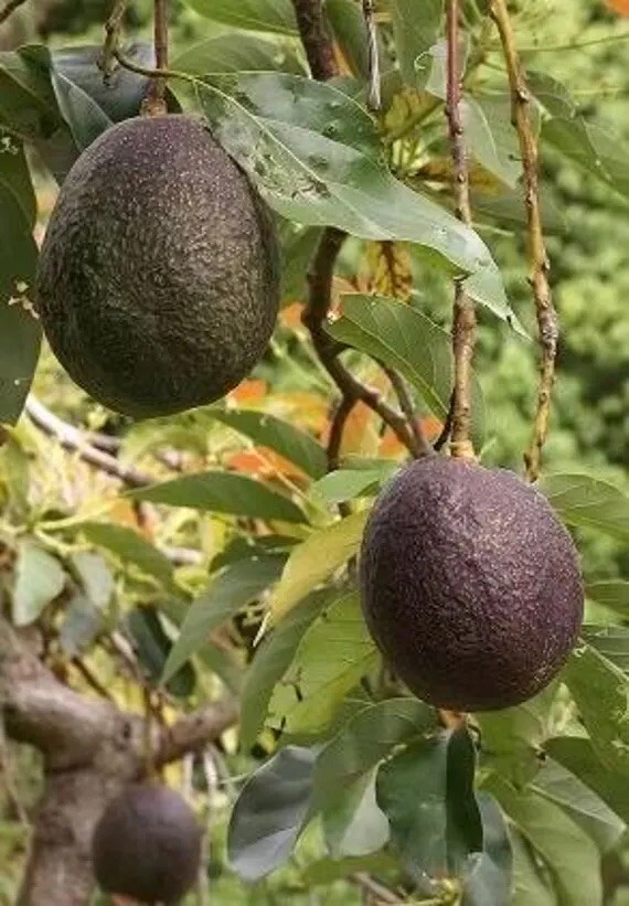 MARIA BLACK Dwarf Avocado ~3Ft Grafted Tree 3Gal Pot Ship UPS Overnight