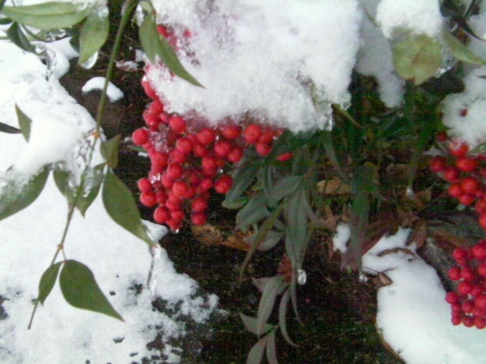4 seedlings evergreen Nandina Heavenly bamboo hardy ornamental plant bush shrub