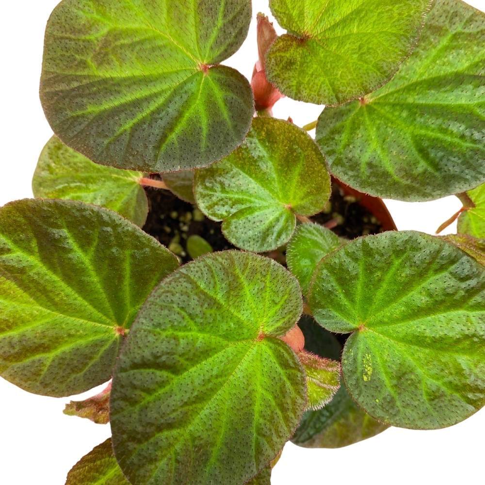 Begonia Manaus, 4 inch Rhizomatous Rhizo Green Orange Brown Fuzzy Leaves