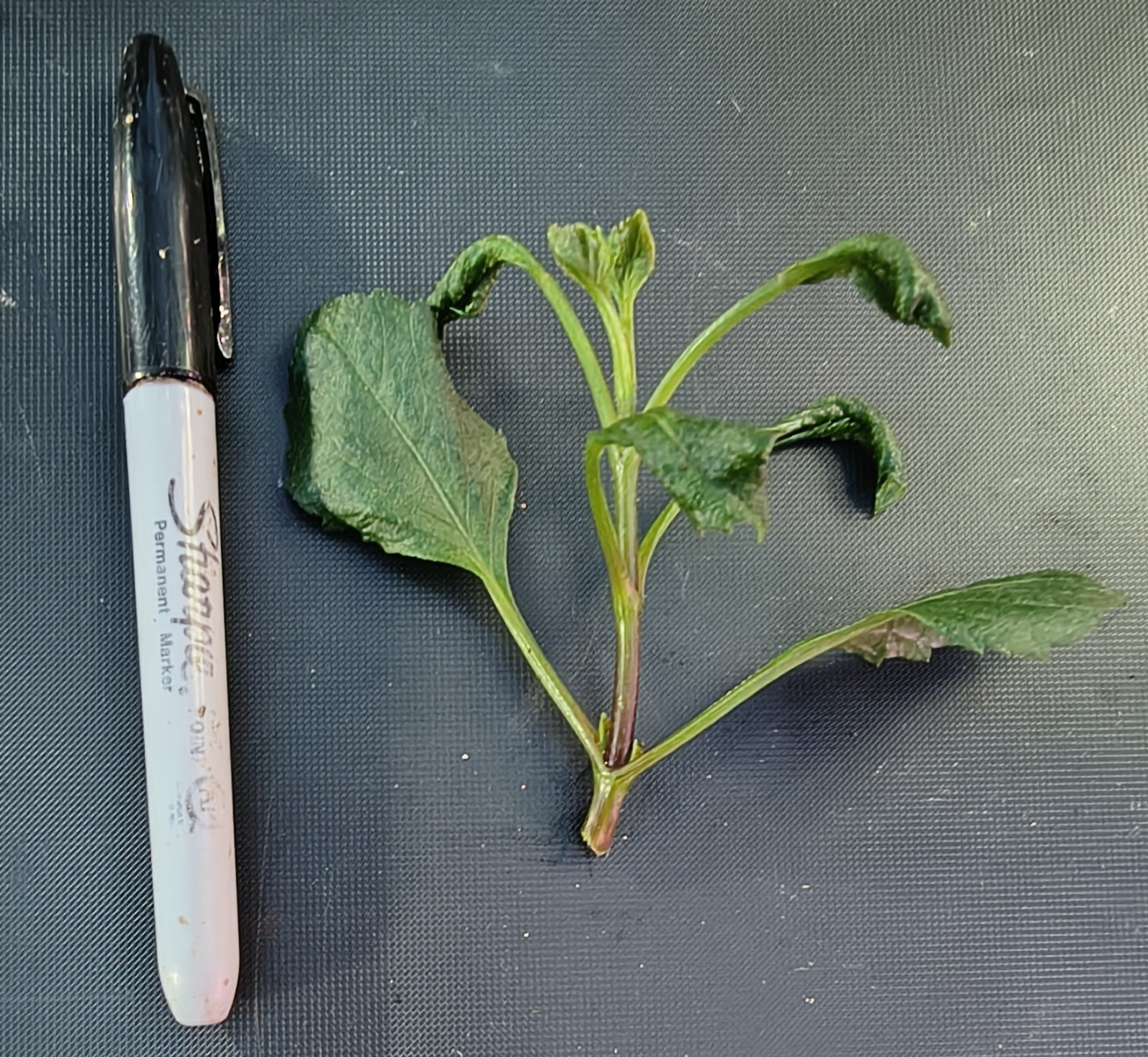 10 Unrooted Dahlia Cuttings