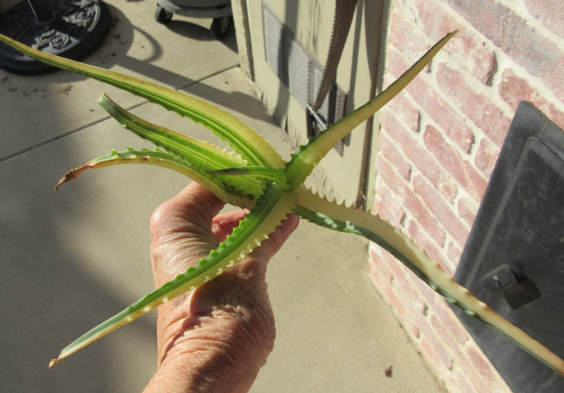Tree Aloe Arborescens Variegated Yellow small cutting #4