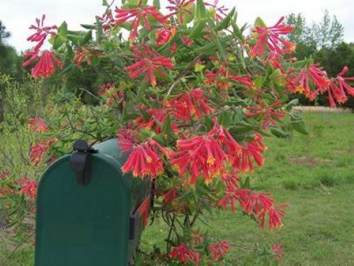 TRUMPET CORAL HONEYSUCKLE VINE Lonicera Sempervirens Starter Plant*USA SELLER*