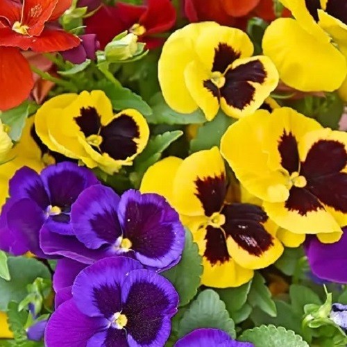 Pansy Swiss Giants Mixed Colors Seeds Organic, Non-GMO Viola Wittrockiana Roggli