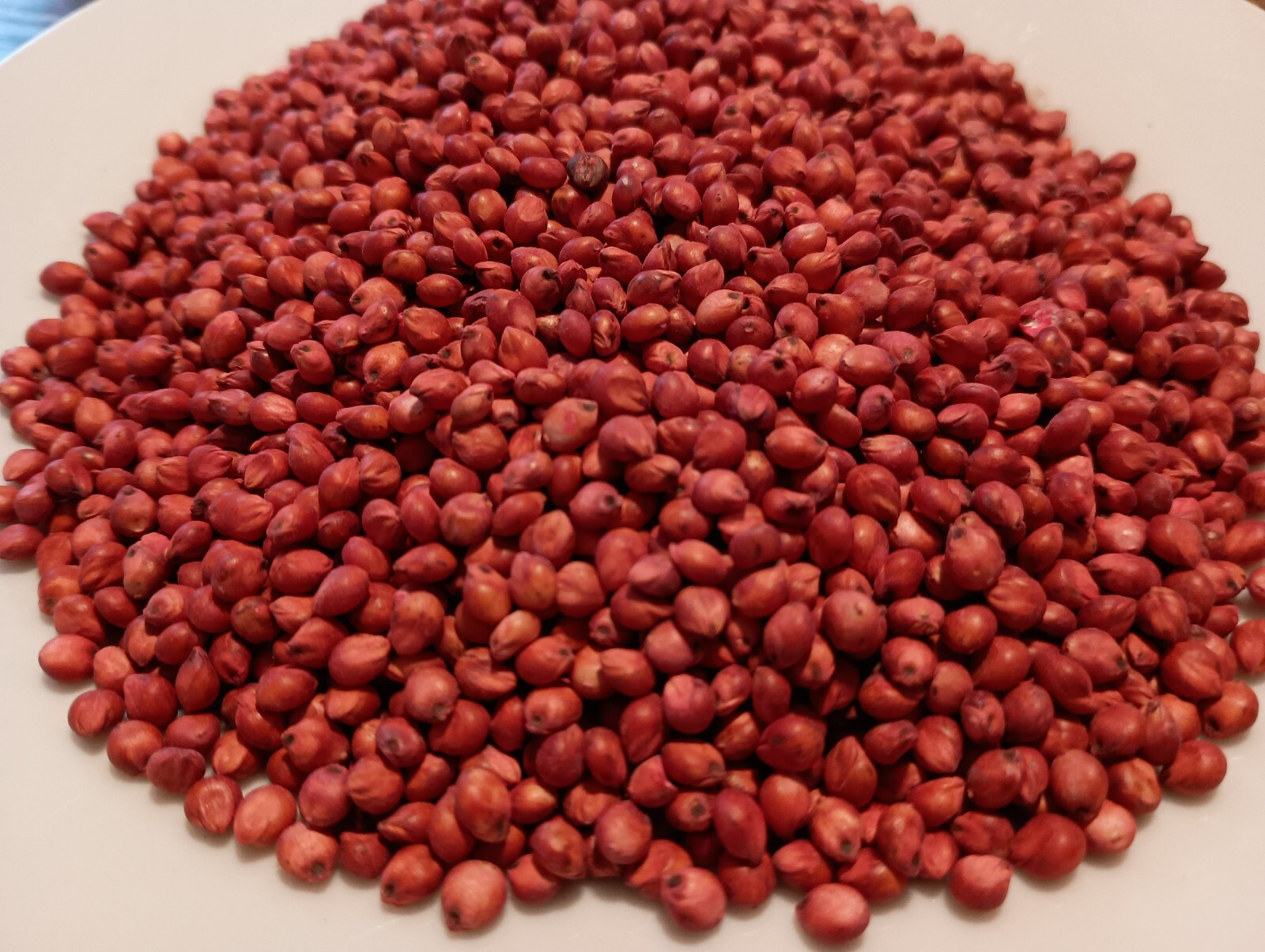 WGF Sorghum Seeds for Planting – High Yield, Drought Tolerant, Wildlife Forage